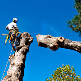 Tree Services / Removal / Maintenance / Cutting